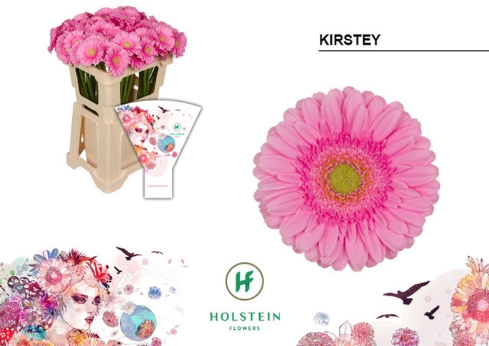 <h4>Gerbera MI 'Kirstey'</h4>