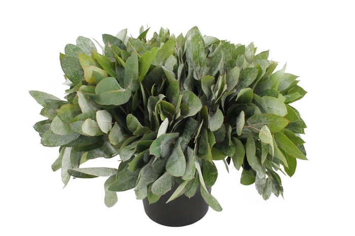 <h4>Euca Potlood Robusta 55</h4>