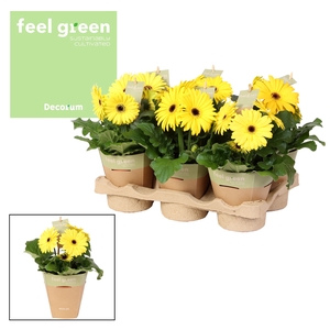 Gerbera Geel 2+ Feel Green