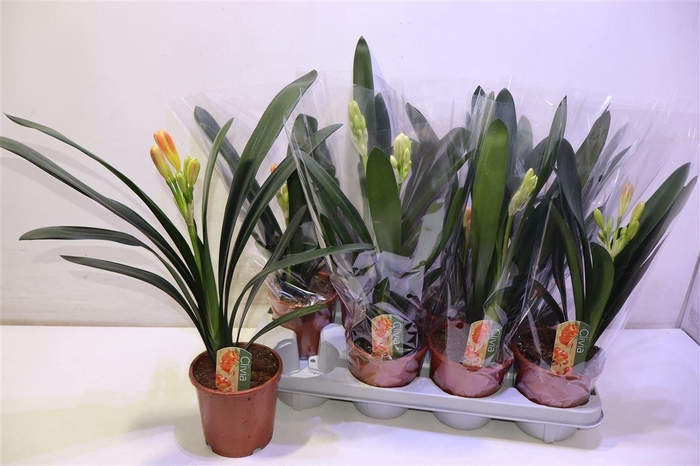 <h4>arr8 Clivia Mi</h4>