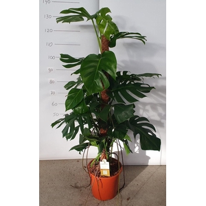 MONSTERA PERTUSUM