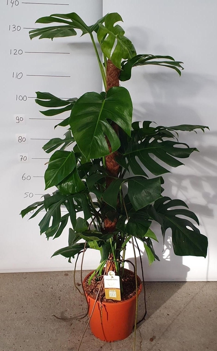 <h4>MONSTERA PERTUSUM</h4>