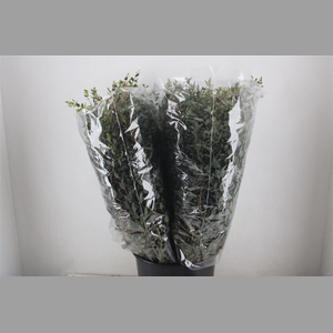 Euca Parvifolia 200gr P Bunch