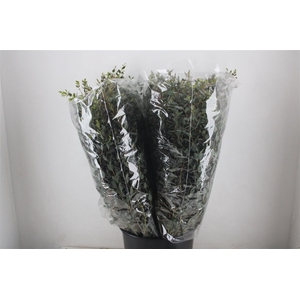 Euca Parvifolia 200gr P Bunch