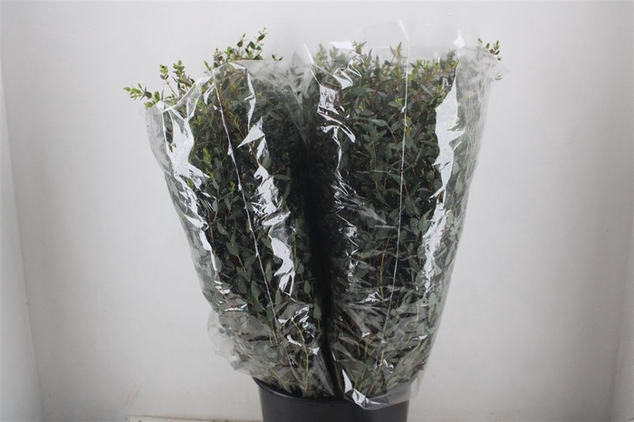 <h4>Euca Parvifolia 200gr P Bunch</h4>