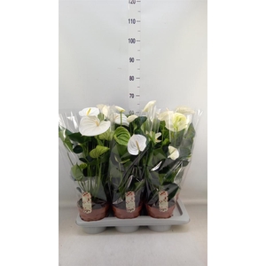 Anthurium andr. 'Alpine'