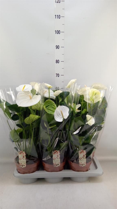 <h4>Anthurium andr. 'Alpine'</h4>