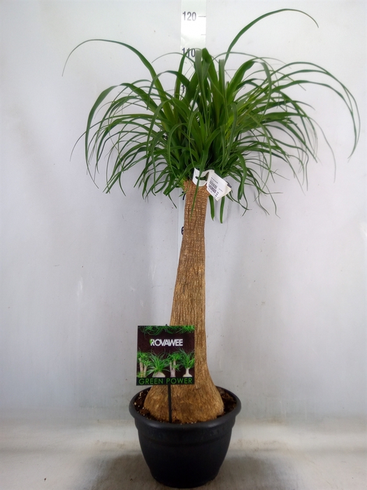 <h4>Beaucarnea recurvata</h4>