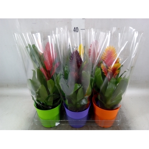 Vriesea   ...mix 6