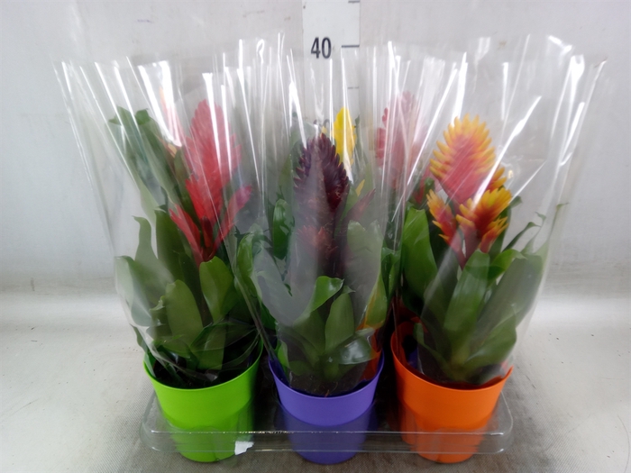 <h4>Vriesea   ...mix 6</h4>