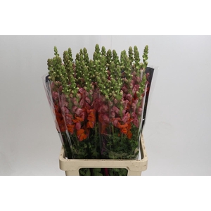 Antirrhinum Potomac Dark Orange