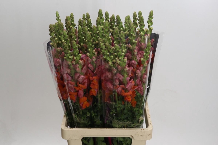 <h4>Antirrhinum Potomac Dark Orange</h4>