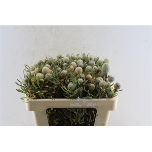 Leucad Galpinii