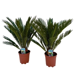 Cycas revoluta
