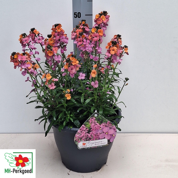 <h4>ERYS BOWLES MAUVE</h4>