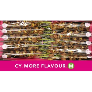 Mini cymbidium 'Sirocco' 60 cm