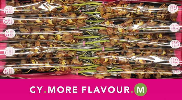 <h4>Mini cymbidium 'Sirocco' 60 cm</h4>