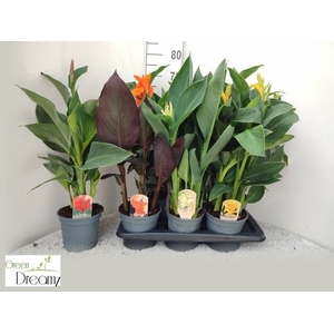 CANNA CANNOVA GEM