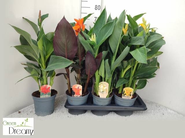 <h4>CANNA CANNOVA GEM</h4>