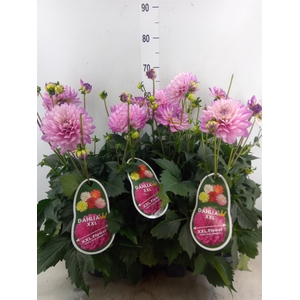 Dahlia DE 'XXL Aztec Veracruz'