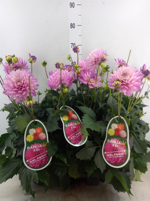 <h4>Dahlia DE 'XXL Aztec Veracruz'</h4>