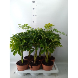 Schefflera arbor. 'Nora'