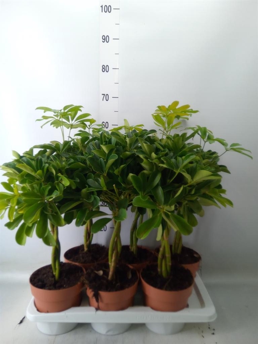 <h4>Schefflera arbor. 'Nora'</h4>