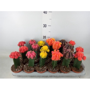 Gymnocalycium mihanov. 'Brasil'