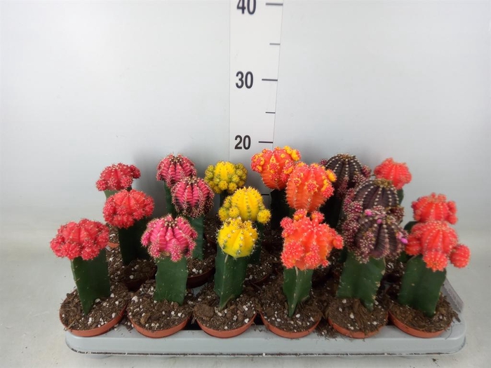 <h4>Gymnocalycium mihanov. 'Brasil'</h4>