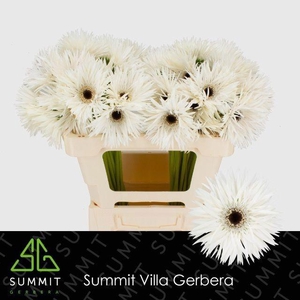 GE GS GARDEN GHOST
