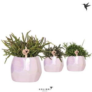 Kolibri Greens Rhipsalis mix in Pearl pot pink