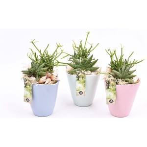 Keramiek pot kl. mix 11.5cm