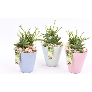 Keramiek pot kl. mix 11.5cm