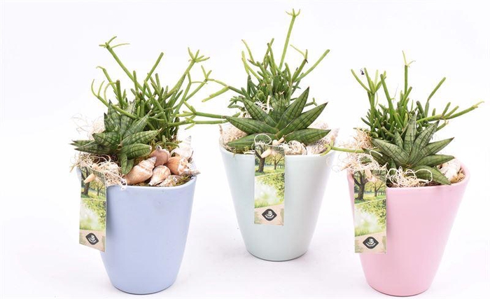 <h4>Keramiek pot kl. mix 11.5cm</h4>