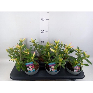 Adenium obesum 'Pinkstar'