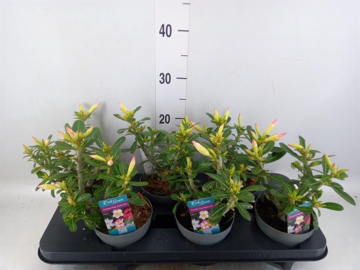 <h4>Adenium obesum 'Pinkstar'</h4>