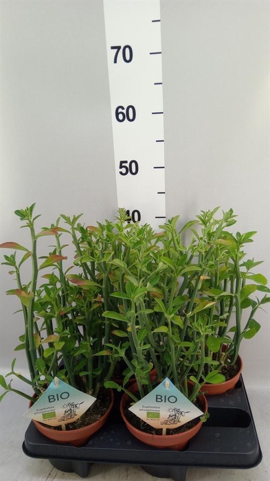 <h4>Euphorbia   ...</h4>