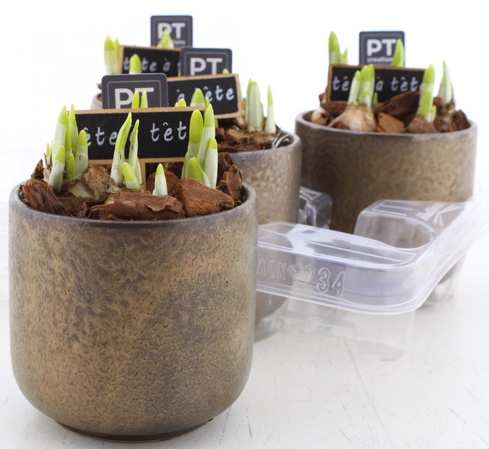 <h4>ARR N TETE A TETE</h4>