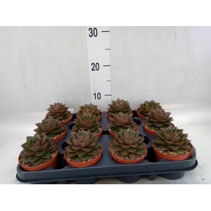 Echeveria purpusorum
