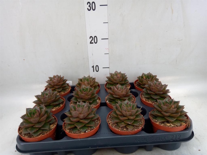<h4>Echeveria purpusorum</h4>