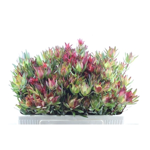 Leucad Sal Blush Xxl