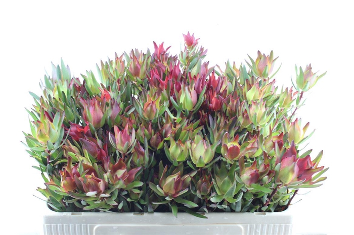 <h4>Leucad Sal Blush Xxl</h4>