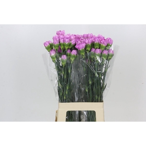 Dianthus St Yukari Scuro