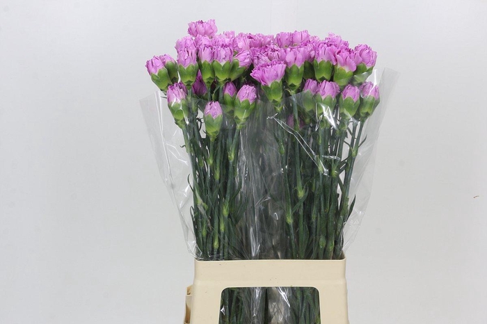 <h4>Dianthus St Yukari Scuro</h4>