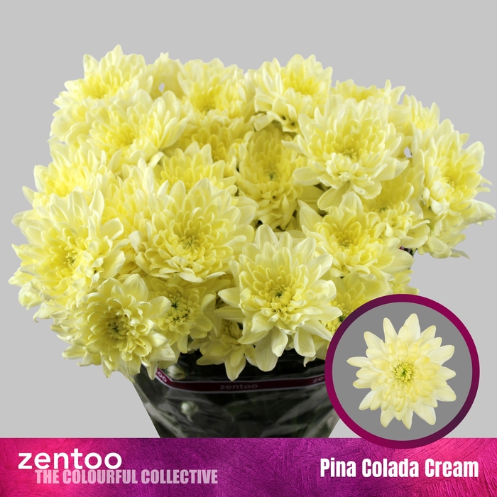 <h4>CHR T PINA COLADA CR</h4>