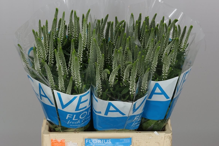 <h4>Veron Smart Caya</h4>