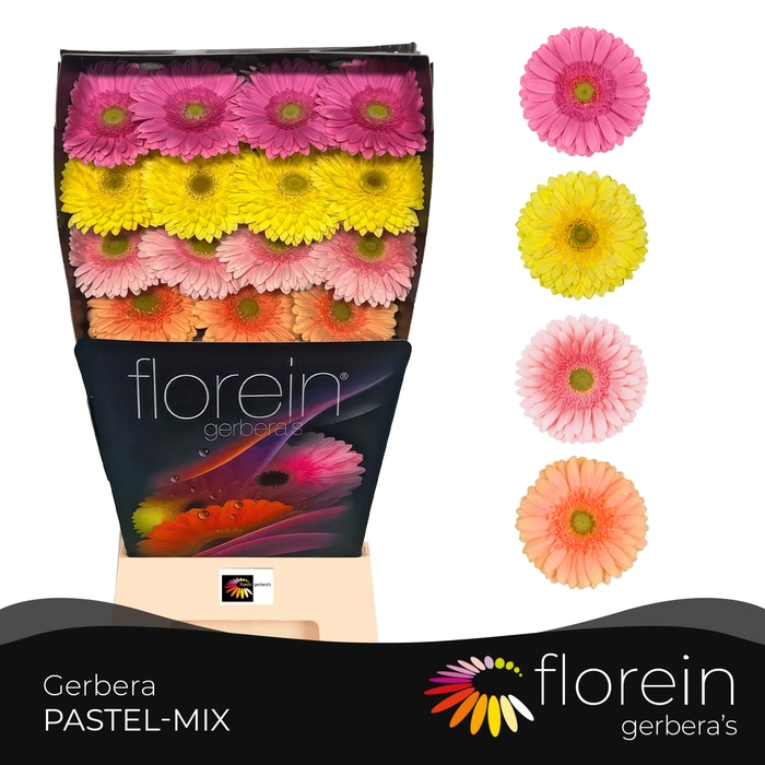 <h4>Gerbera Mix 4 kleuren Diamond</h4>