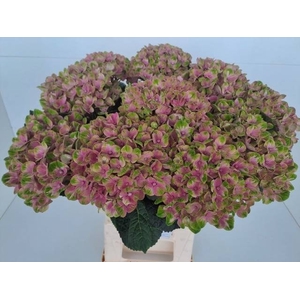 HYDR M MAG CORAL