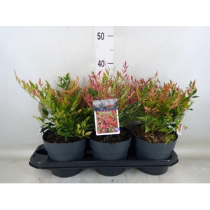 Nandina domestica