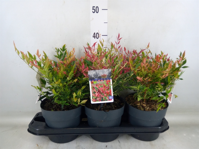 <h4>Nandina domestica</h4>